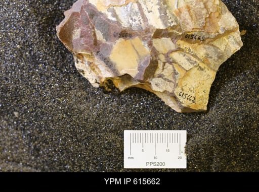 undet. Bivalvia