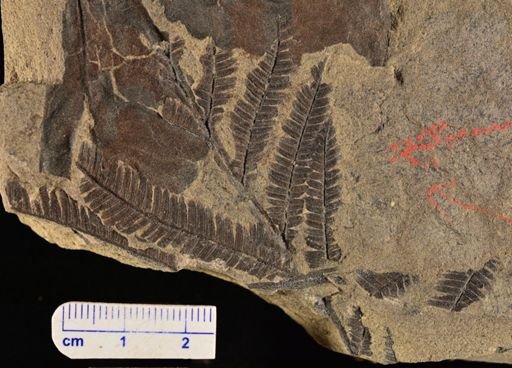 Calcaropteris boeselii