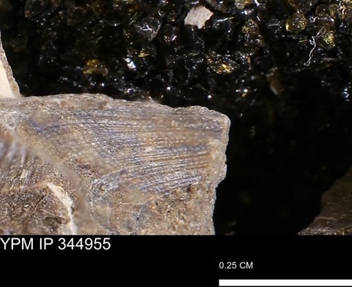 Limopsis striatopunctatus