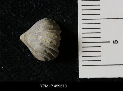 Wellerella osagensis