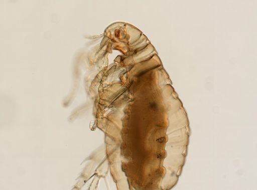 Pulex irritans