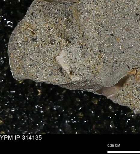 undet. Mollusca