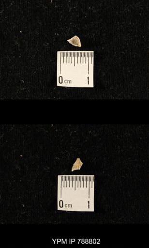 taxon undetermined