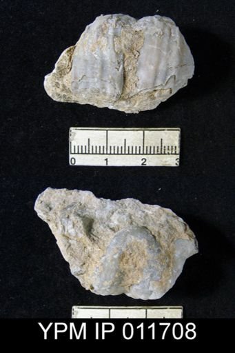 Marginifera opima