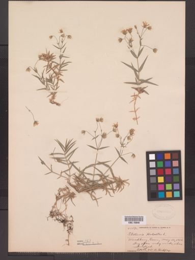 Stellaria holostea