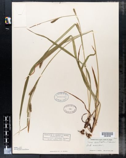 Carex scabrata