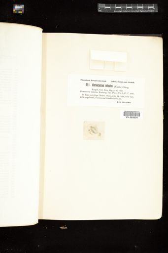 Chroococcus minutus
