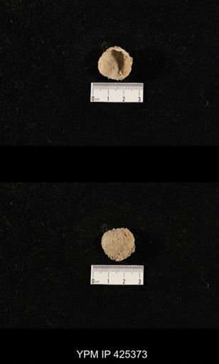 Cactosteges sp.