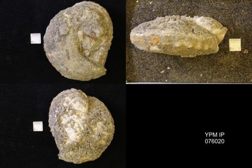 Jeletzkytes sp.