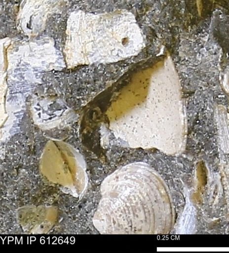 undet. Mollusca