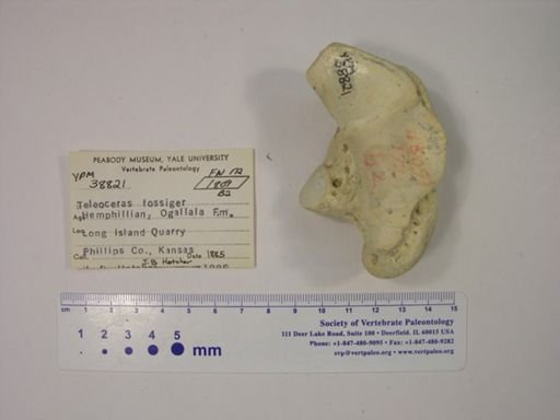 Teleoceras fossiger