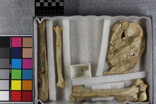Hoplophoneus?