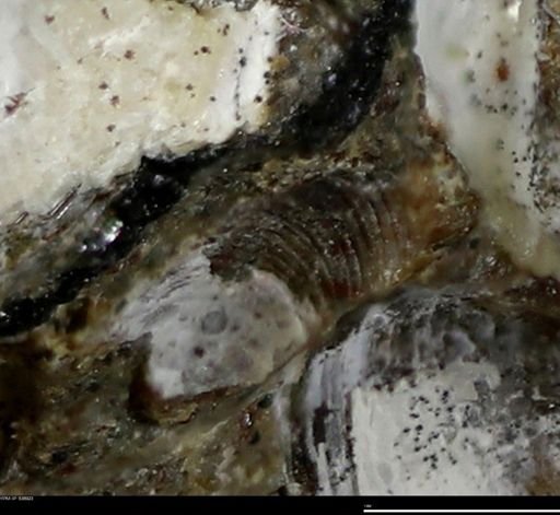 Corbulamella gregaria