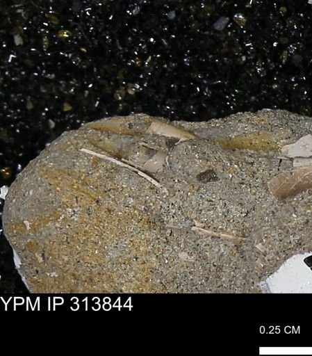 undet. Scaphopoda