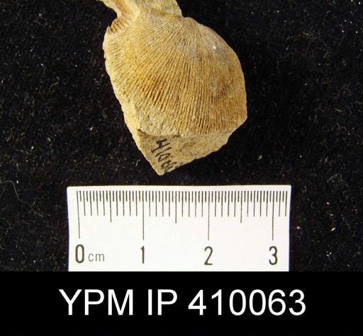 Schuchertella sp.