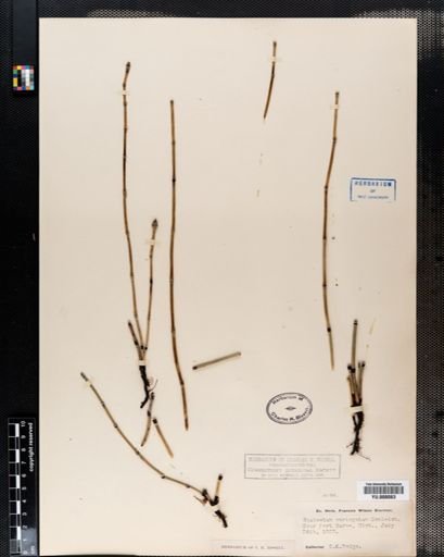 Equisetum variegatum