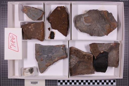 mixed taxa, stratigraphic collection