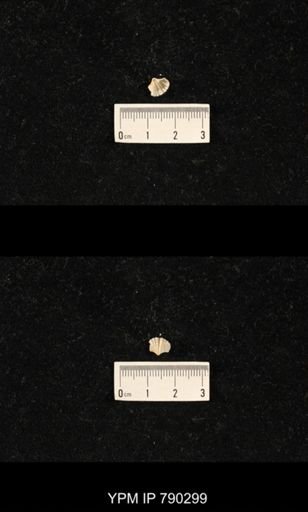 Meekella sp.