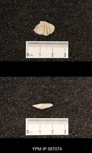 Spirifer eudora