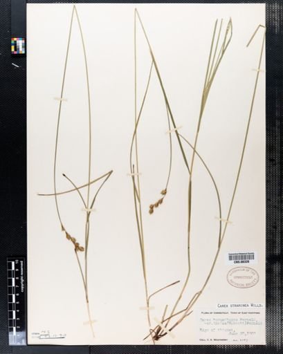 Carex straminea