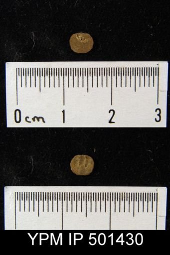 Ambocoelia planoconvexa