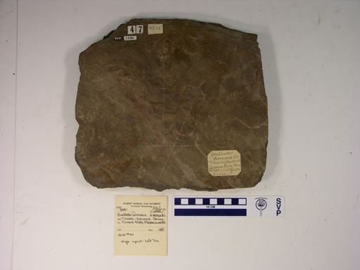 Grallator formosus
