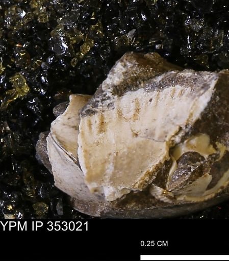 Limopsis striatopunctatus
