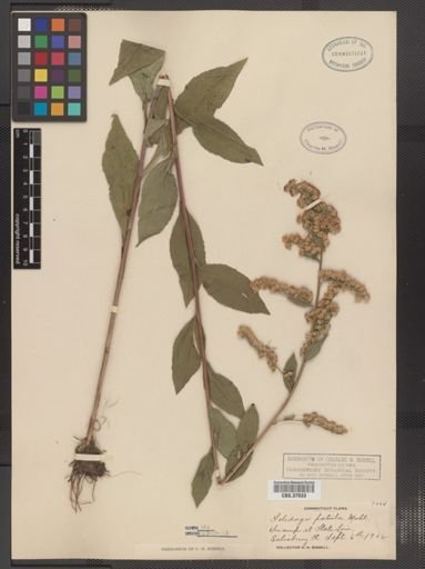 Solidago patula