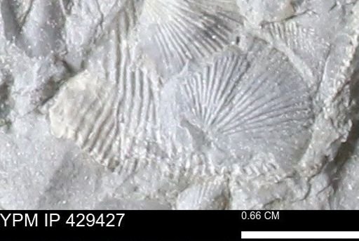 Devonochonetes scitulus