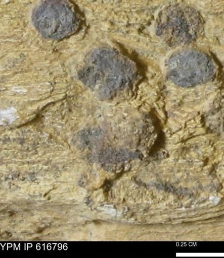 Teredo sp.