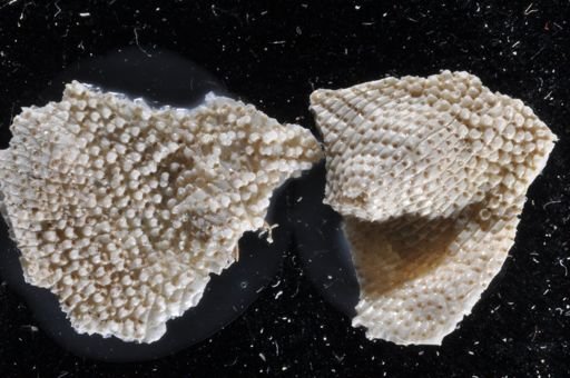 Schizoporella