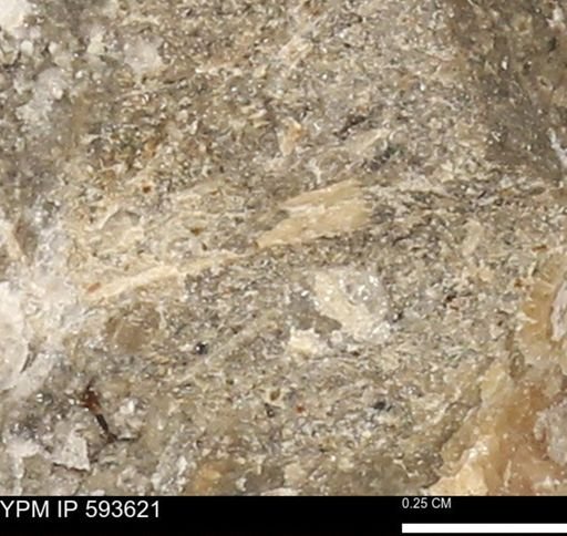undet. Mollusca