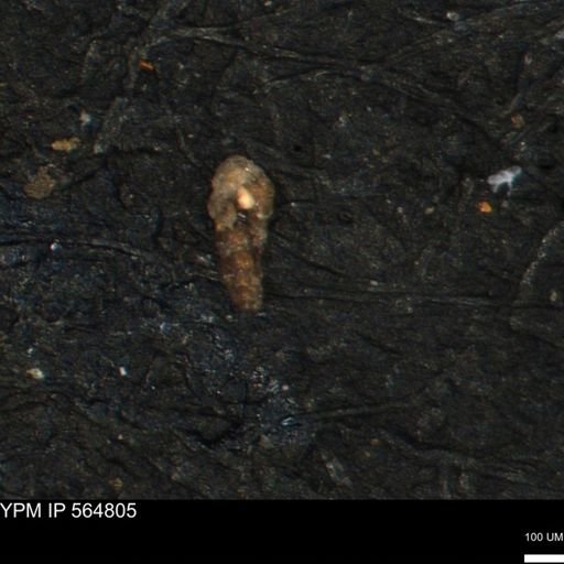 Verneuilinoides kansasensis