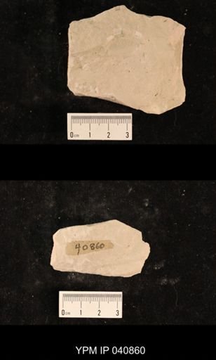 Liomopteridae