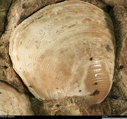 Protocardia subquadrata