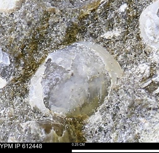 Protocardia subquadrata