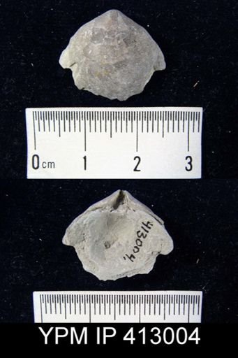 undet. Athyridida