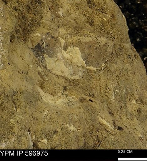 undet. Mollusca