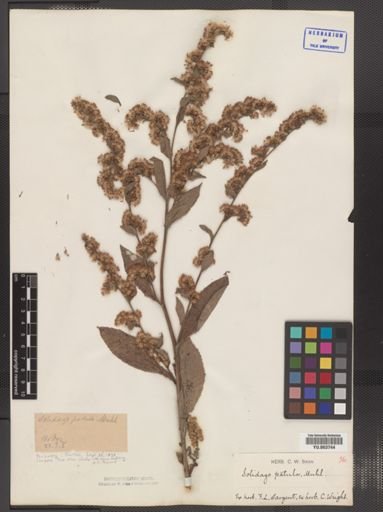 Solidago patula