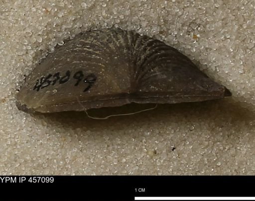 Stropheodonta sp.