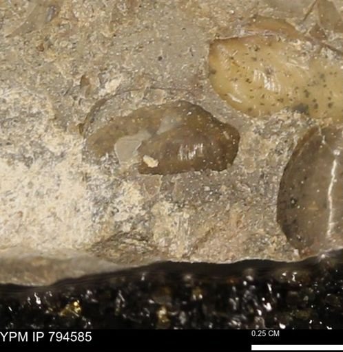 Protocardia subquadrata