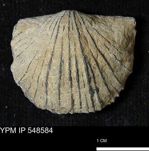 Stropheodonta inflexa?