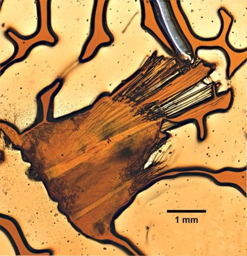 Lepidonotus sublevis