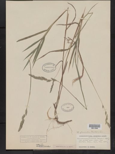 Muhlenbergia glomerata