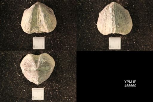Platystrophia ponderosa