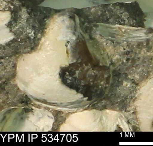 Protocardia subquadrata