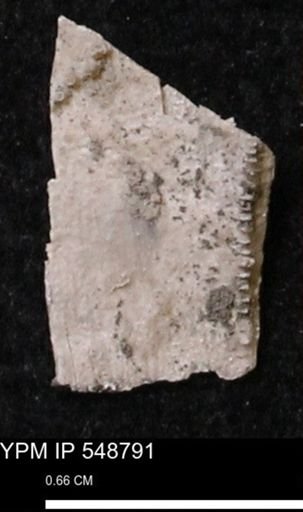 Stropheodonta perplana