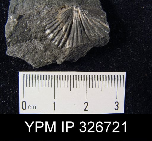 Spirifer rockymontanus