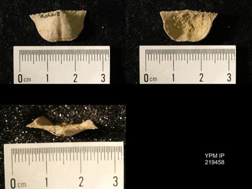 Chonetes granulifer