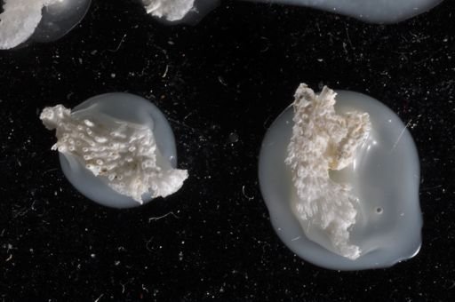 Tubulipora egregia